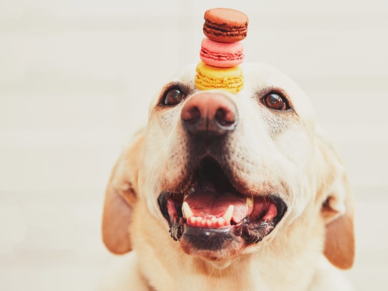 Dog Balancing Macarons