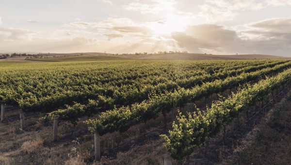 Australian Wine And Climate Change: Where Will We Be In 2100? - WBM Online