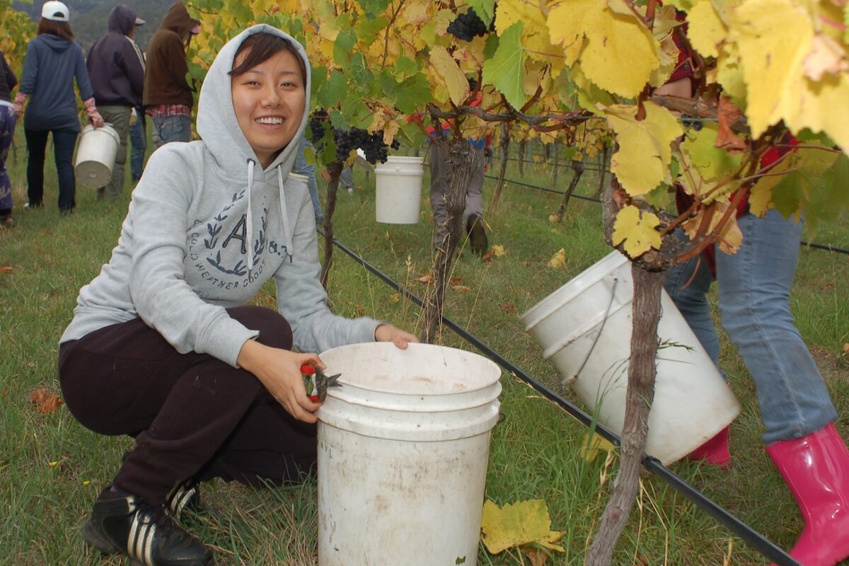 Harvest at Stefano Lubiana Wines