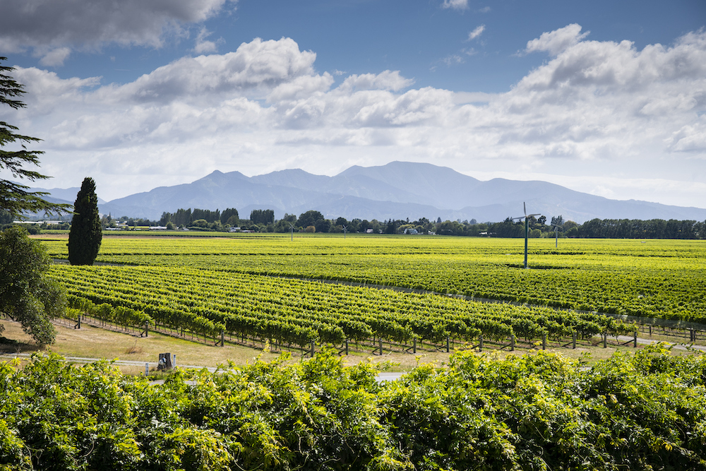 NZ Winegrowers welcome licensing change